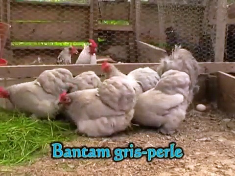 Dailymotion Poule de race Bantam de Pékin